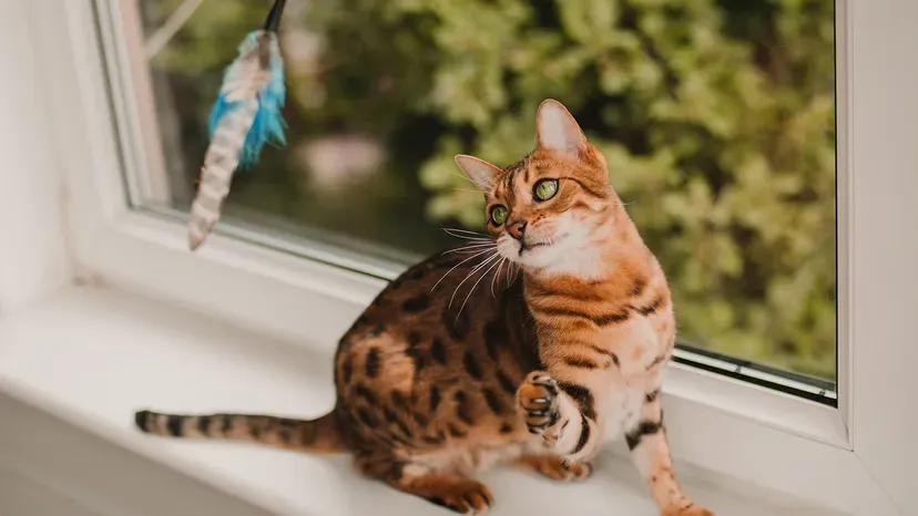 Exotic Bengal cat with shimmering spotted fur