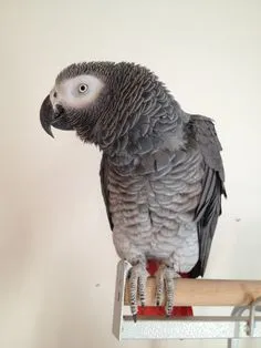 f51b9e7c3526f7fb1c4936a652f7fc0a