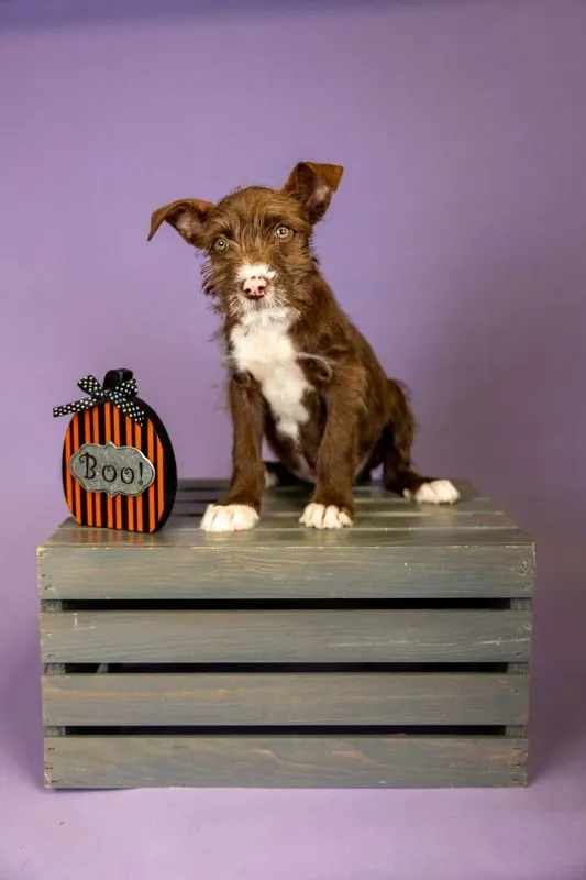 Falkor (#903-25), calm Cattle Dog/Terrier Mix male puppy, 15 weeks neutered