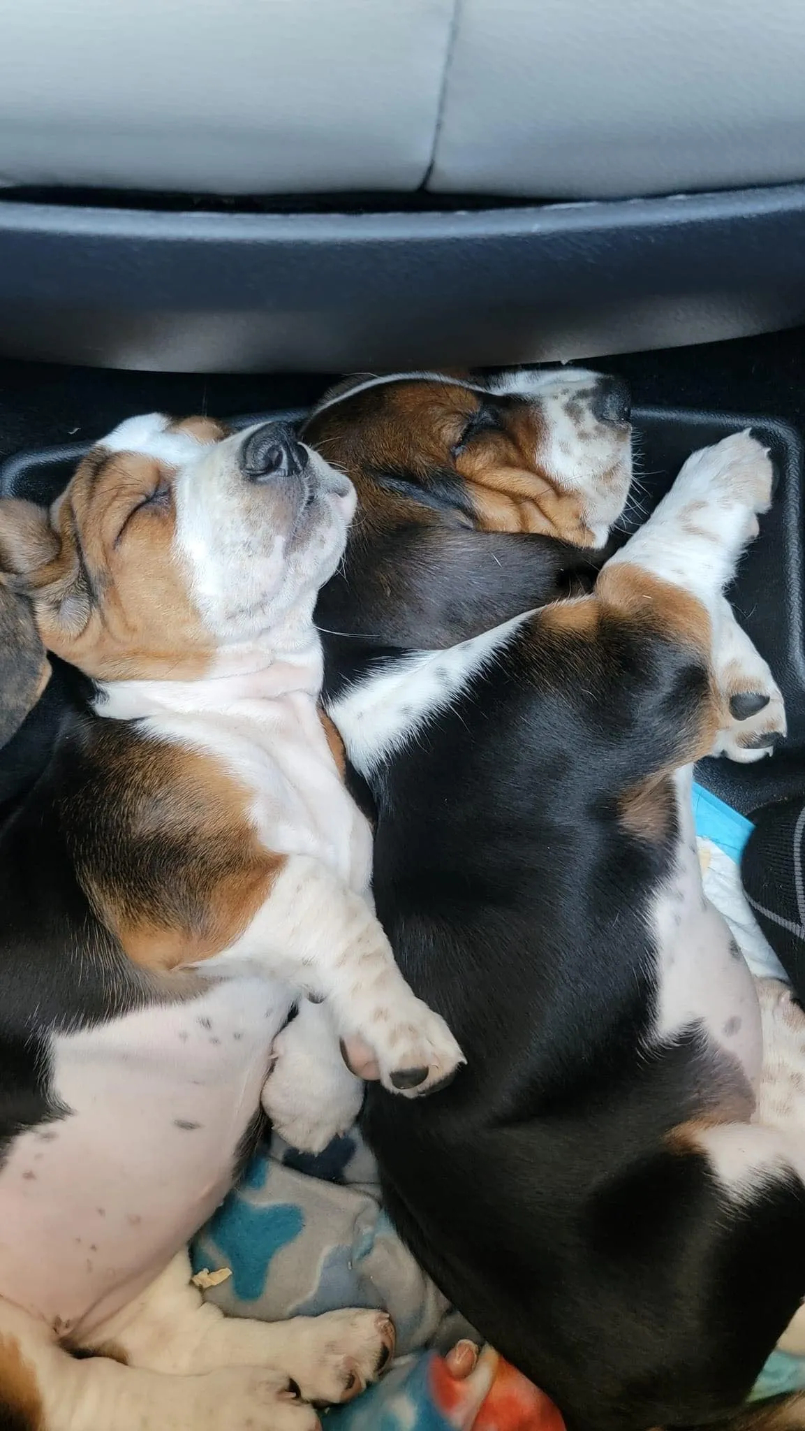 Family's new basset hound puppies settling in