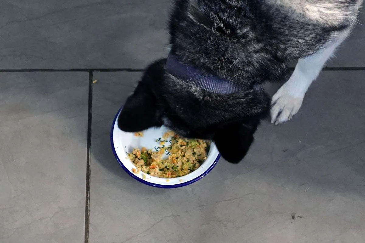 Farmer’s Dog frozen shipment requiring freezer storage