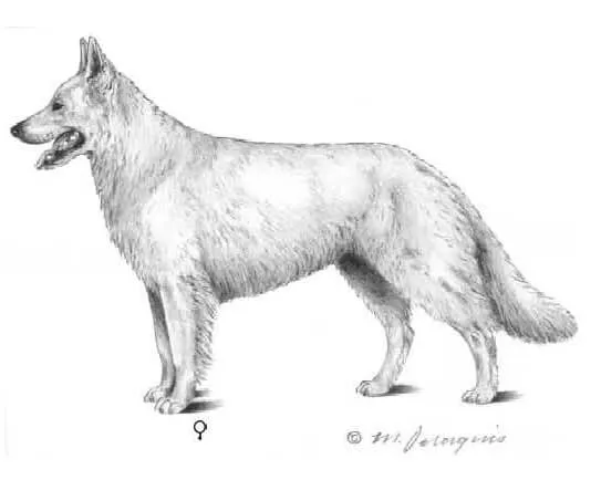 FCI official illustration depicting the upright stance and breed standard of a Berger Blanc Suisse.