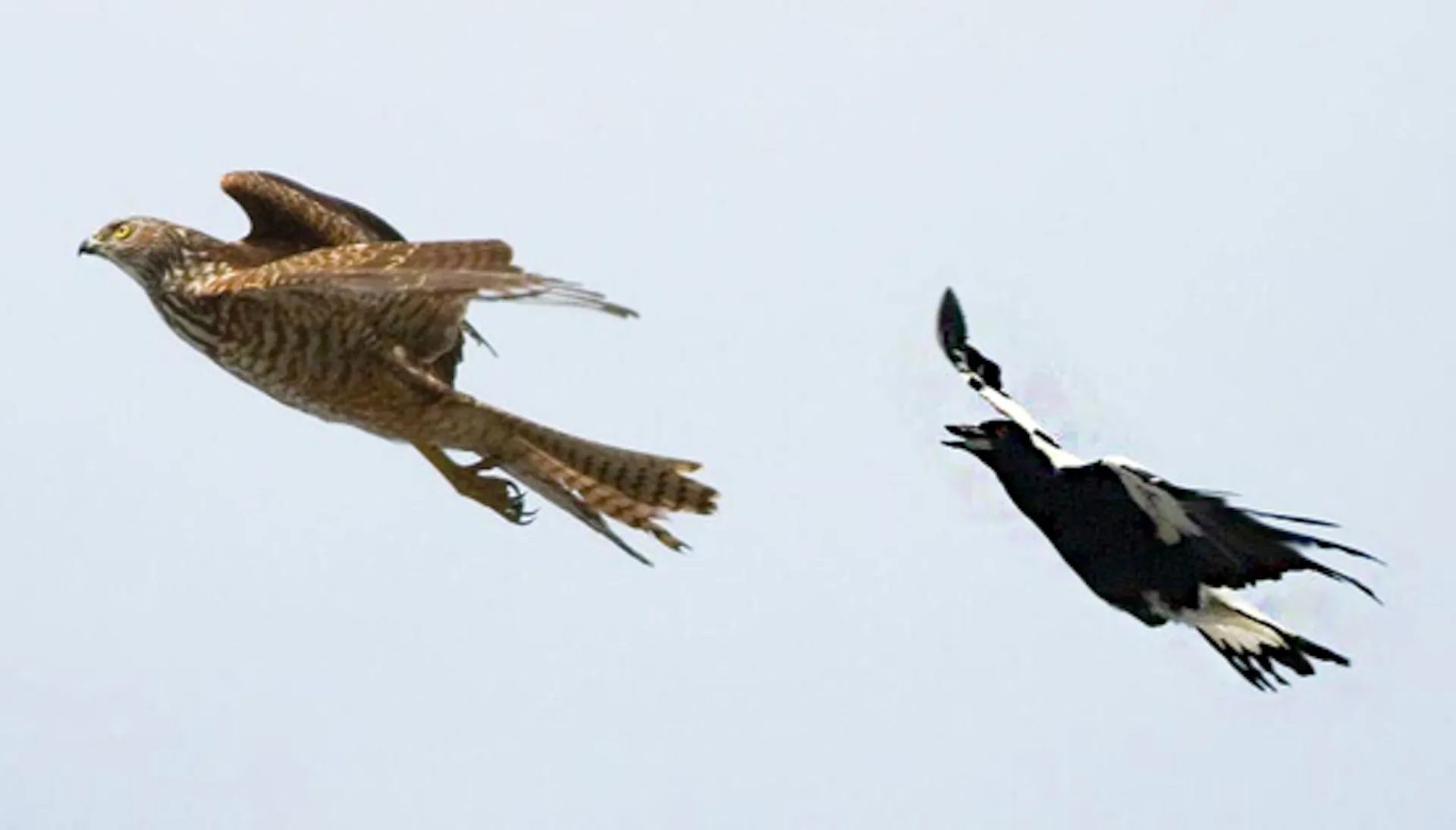 Fearless magpie in pursuit of larger and dangerous brown goshawk keeping themselves and other species safe