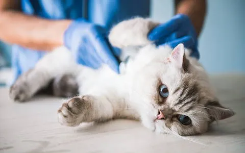 Fecal transplants for cats are designed to address digestive health issues, cat allergies, and cat skin problems, by restoring a healthy cat gut microbiome.