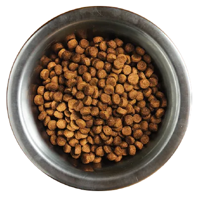 Feeding 100% AvoDerm Natural dog food