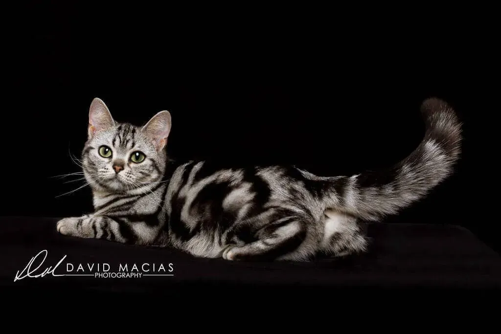 Female champion American Shorthair in show pose
