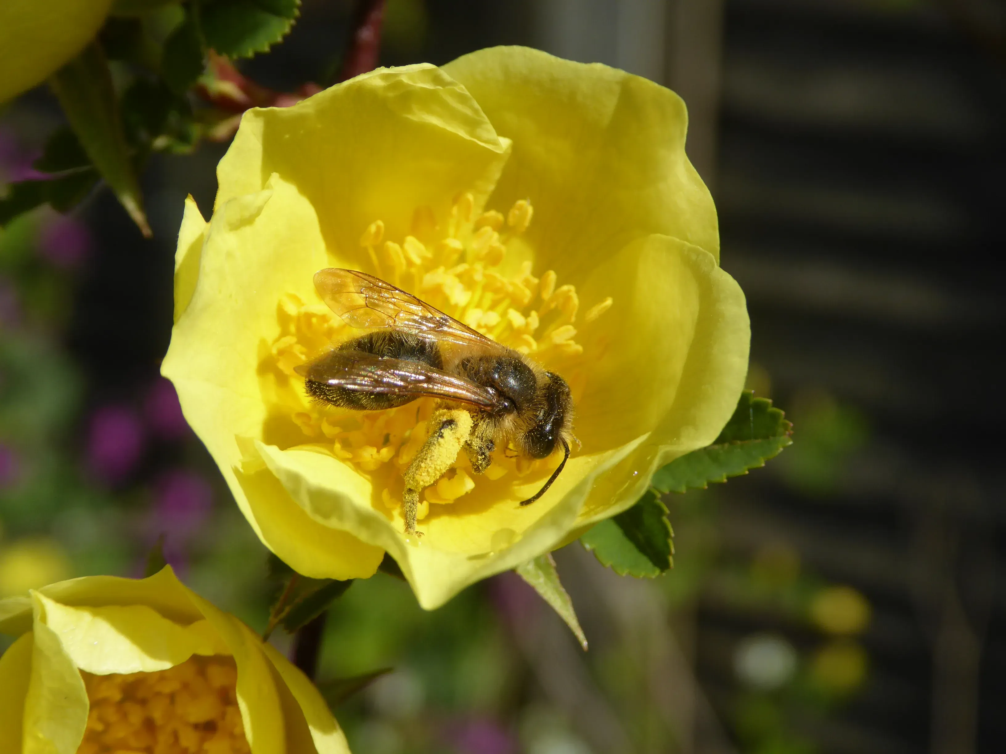 Female Chocolate Mining Bee (Andrena scotica) on a ‘Canary Bird’ flower