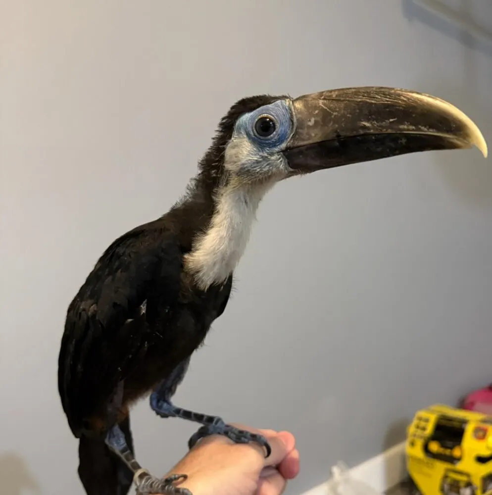 Female keel-billed toucan with detailed facial features