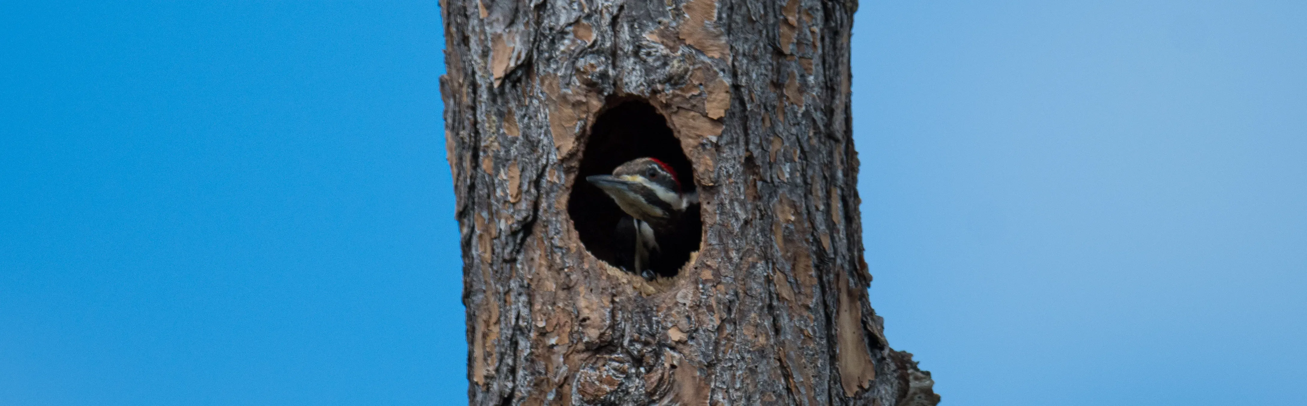 Female Pileated Woodpecker peering from the nest entrance