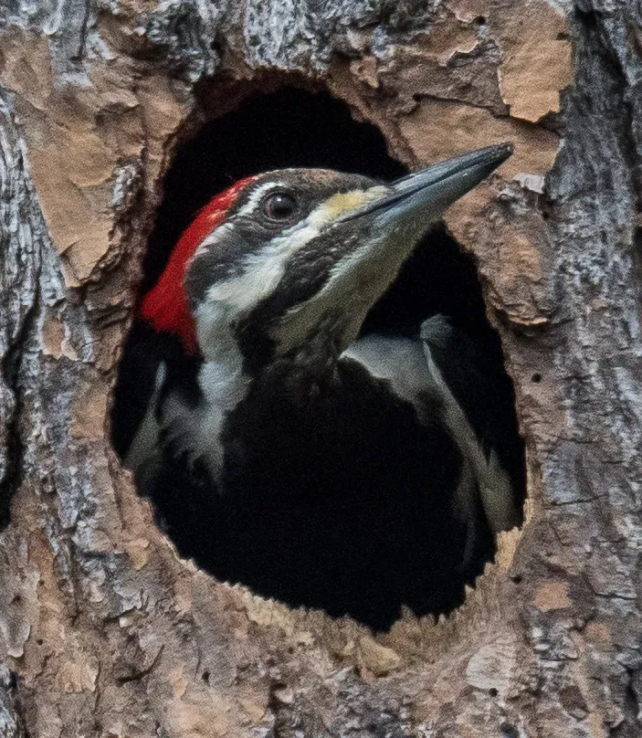 Female Pileated Woodpecker settling inside the completed nest cavity