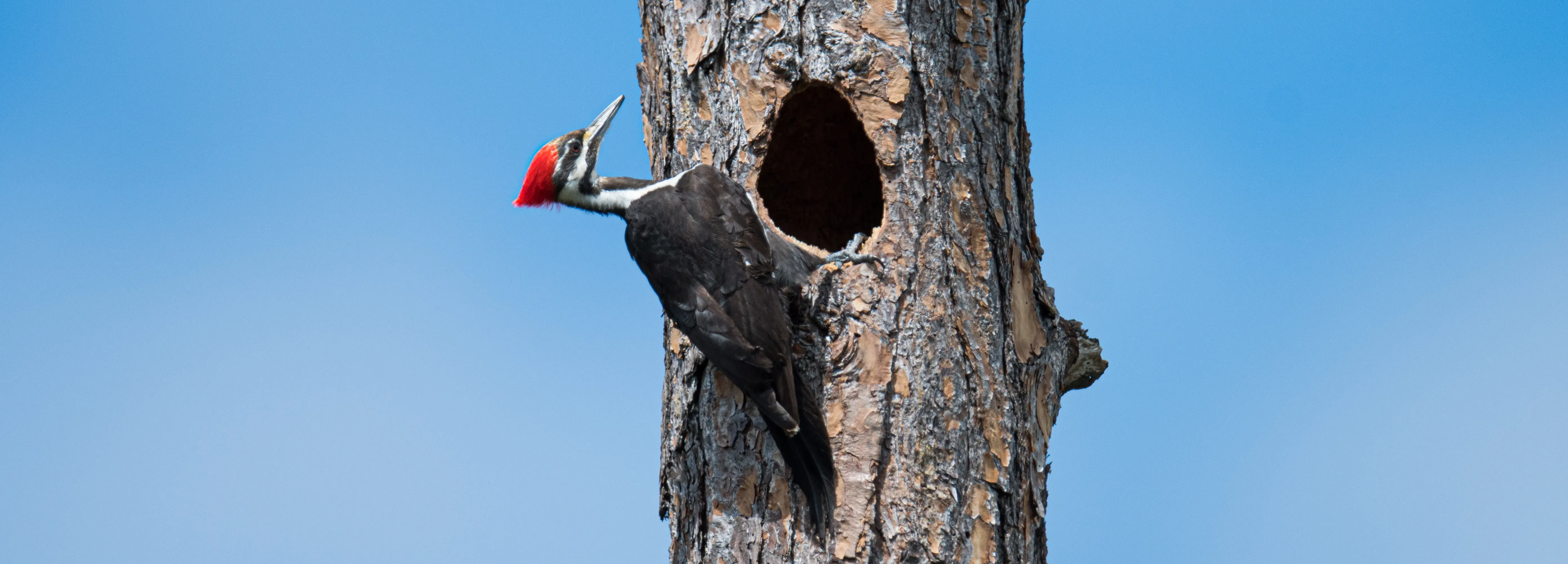 Female Pileated Woodpecker standing at the entrance of their nest cavity