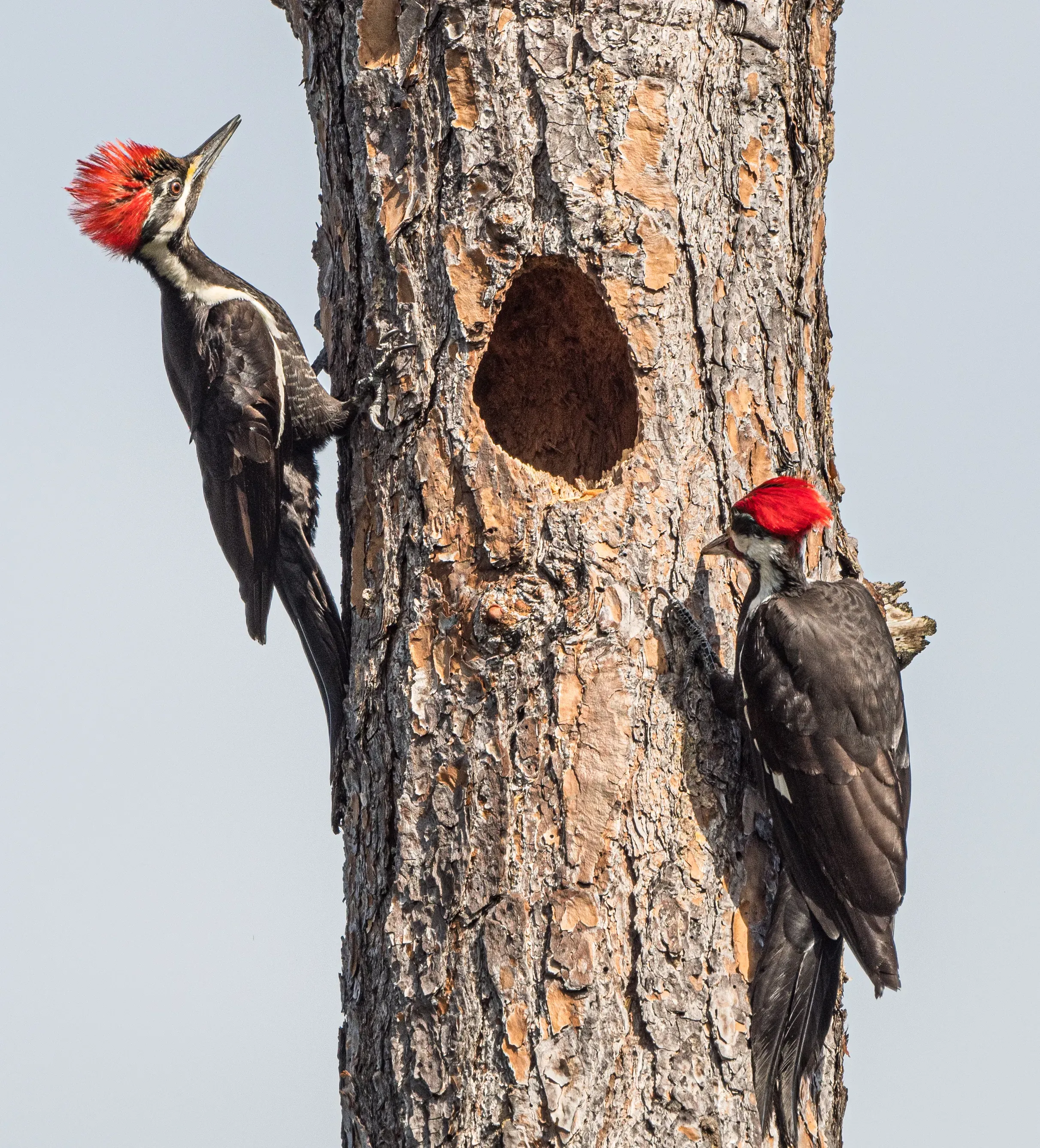 Female Pileated Woodpecker tossing out wood chips
