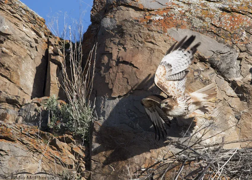Female Red-tailed Hawk leaving the nest