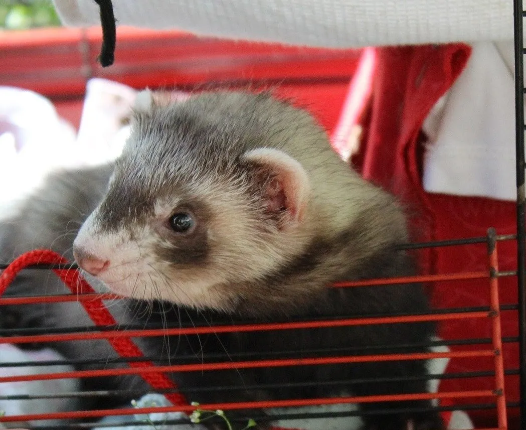 Ferret showing signs of heartworm distress