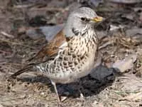 Fieldfare perched on a branch, displaying its brown upperparts and spotted white underparts