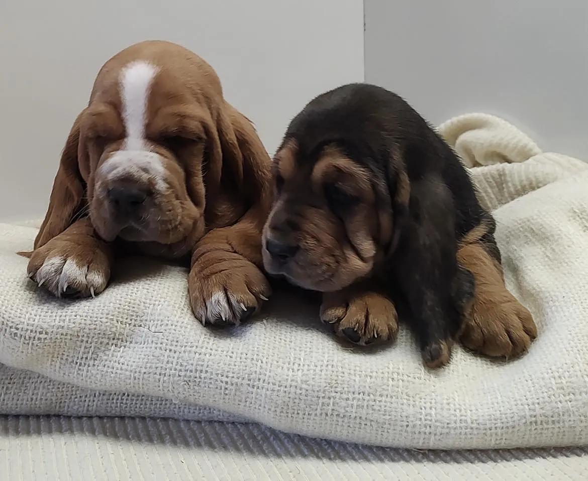 Final gallery basset hound puppy portrait