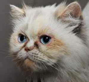 Flame Point Himalayan Persian cat