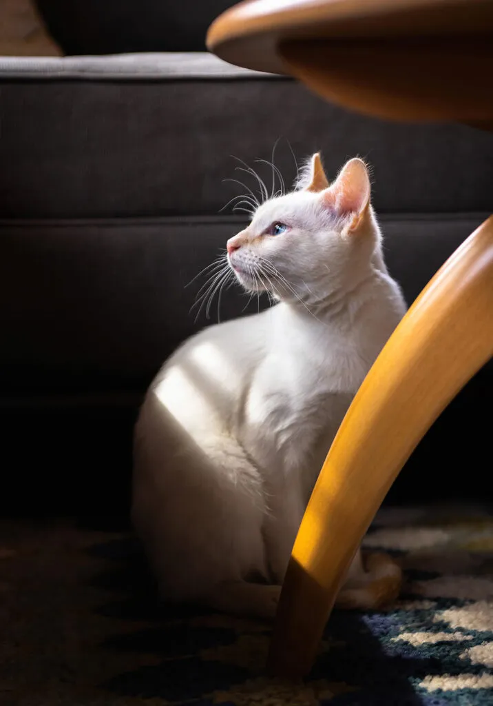 Flame Point Siamese cat in sunbeam next to a couch and wood coffee table
