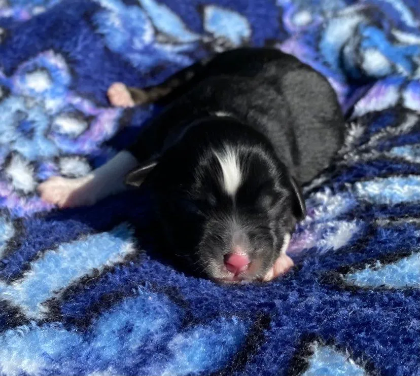 Flashy black tri reserved puppy close-up