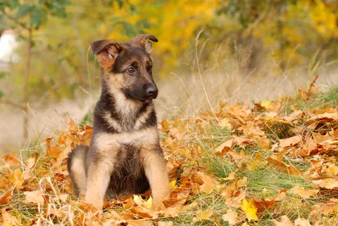 Floppy-eared German Shepherd puppy at rest