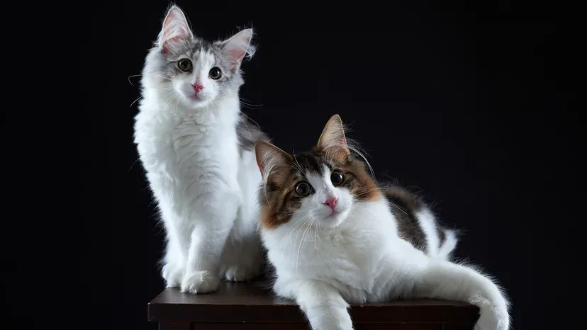 Fluffy Norwegian Forest Cat adapted for cold