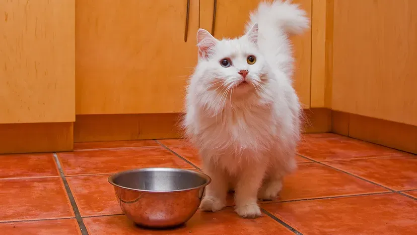 Fluffy RagaMuffin cat with silky coat and affectionate expression