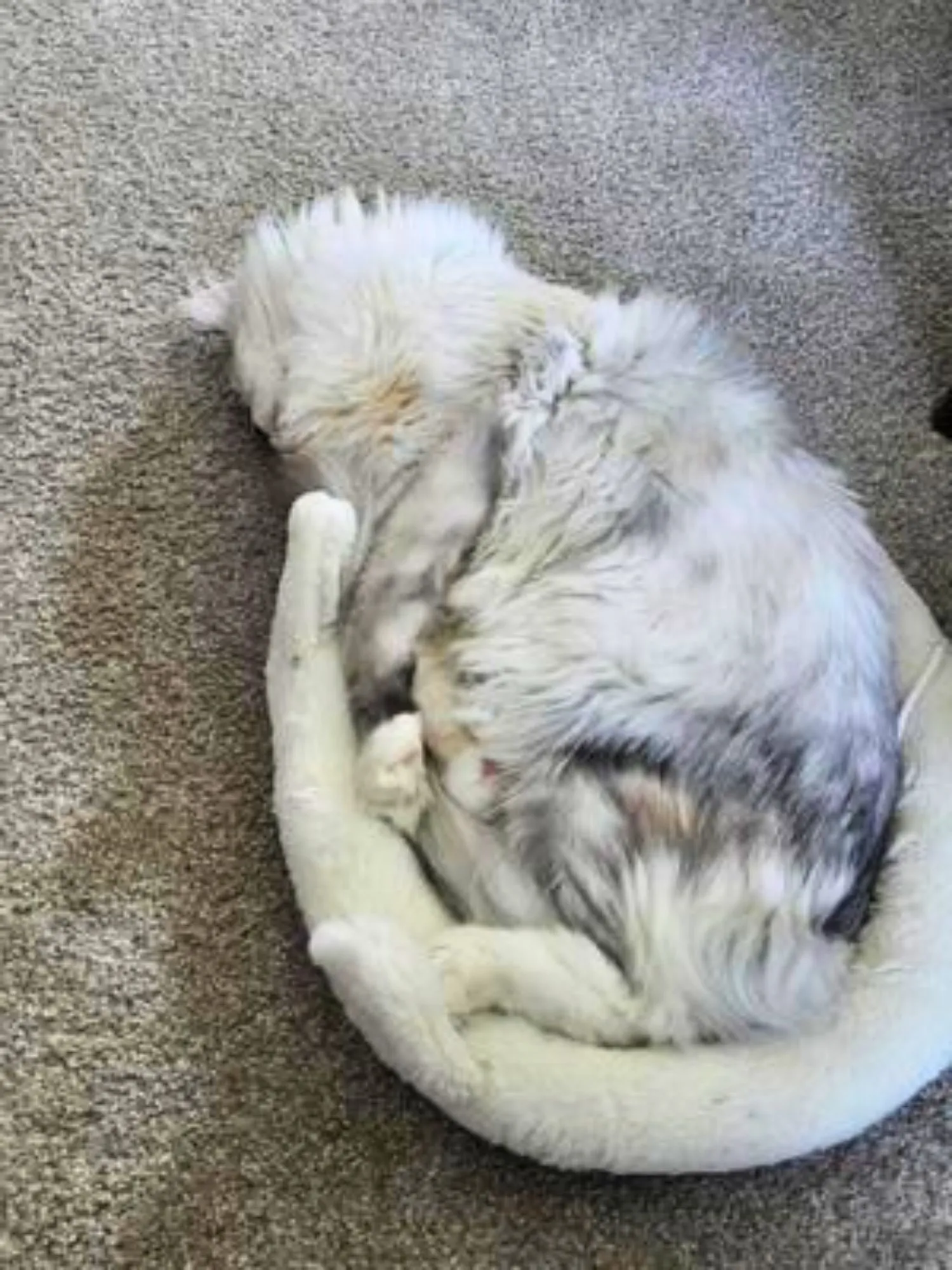 Fluffy silver Maine Coon curled up showing relaxed belly