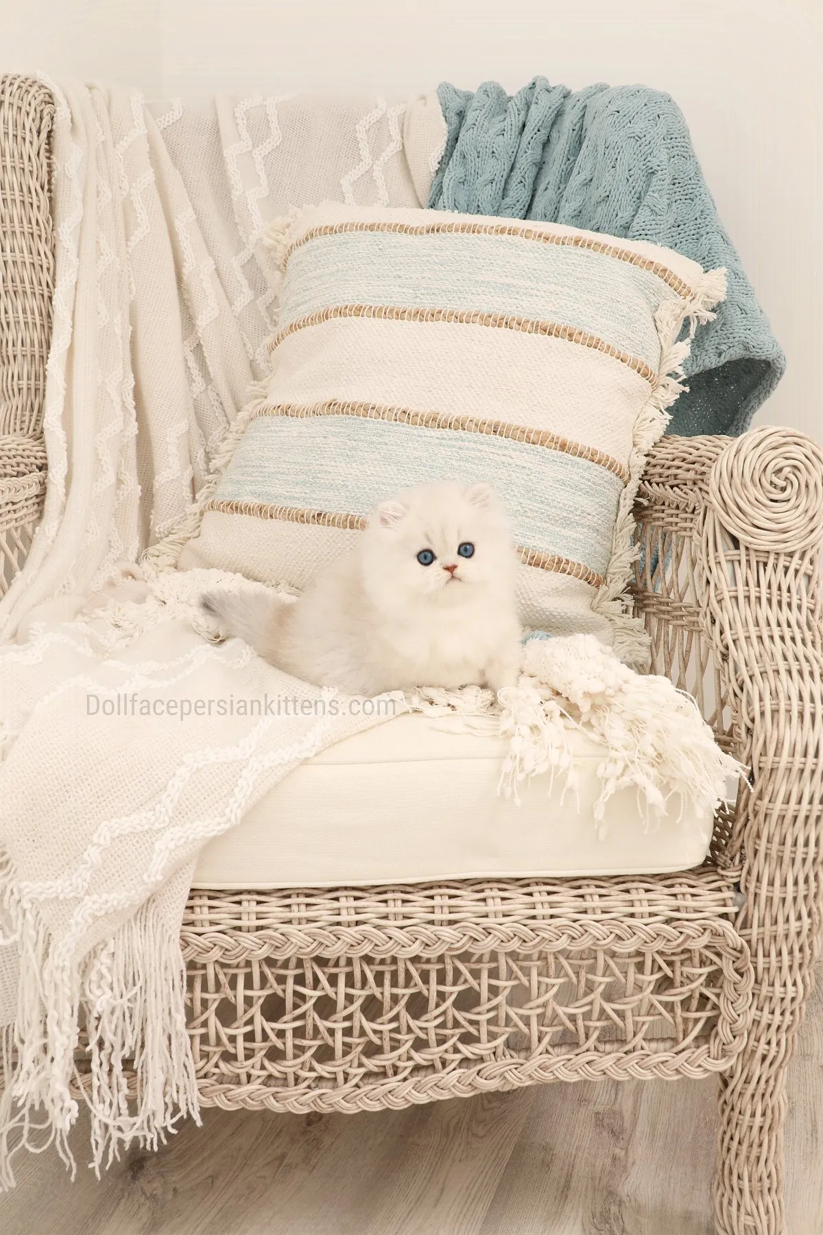 Fluffy Teacup Persian kitten showcasing its petite build and expressive eyes