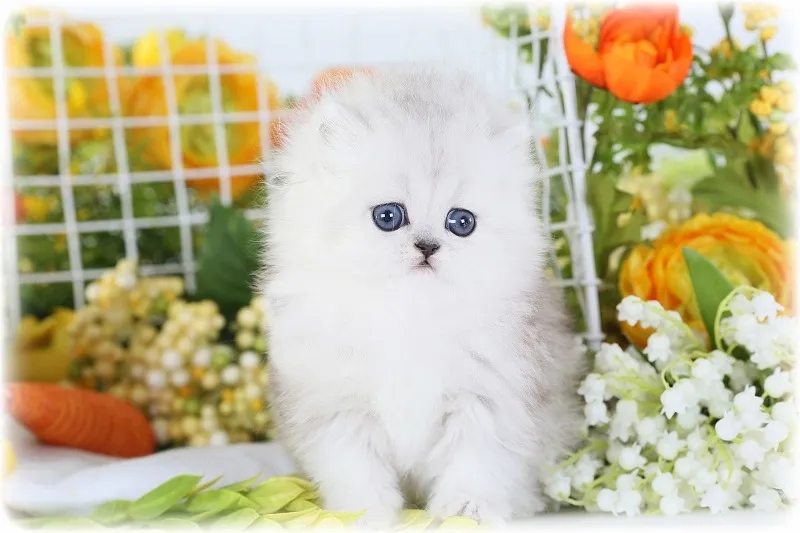Fluffy teacup-style Persian kitten close-up