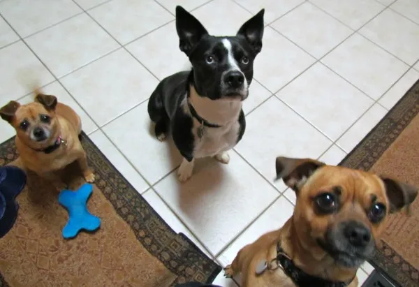 Four dogs eagerly looking up with anticipation, waiting for their meal