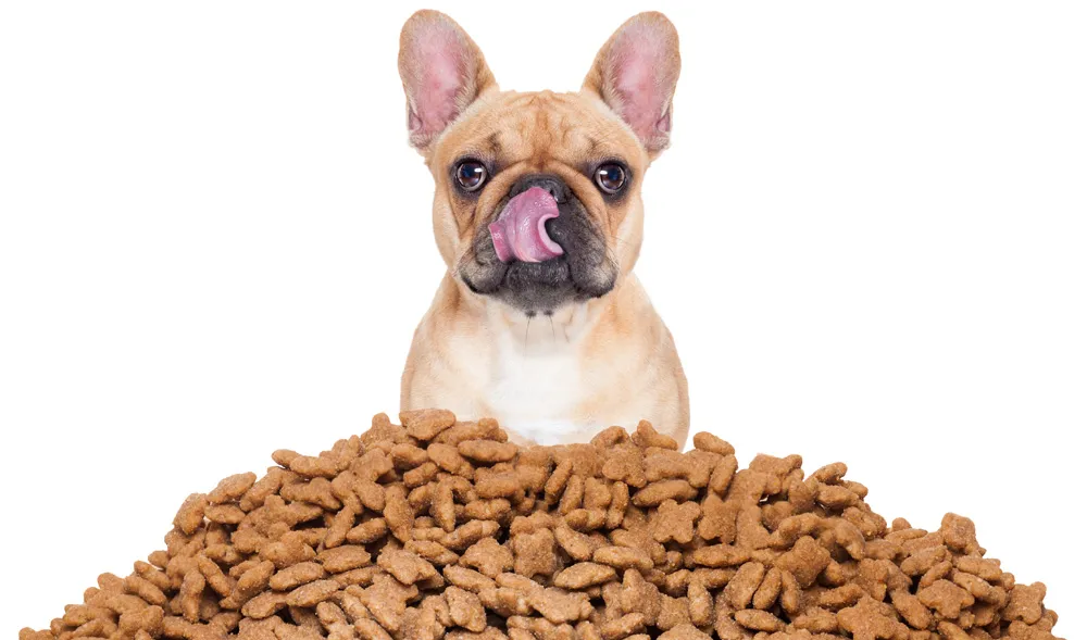 French Bulldog in front of dry dog food pile