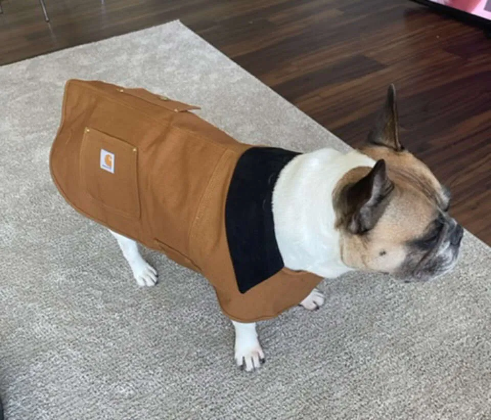 French Bulldog mix Royce wearing a Carhartt dog jacket, showing its fit