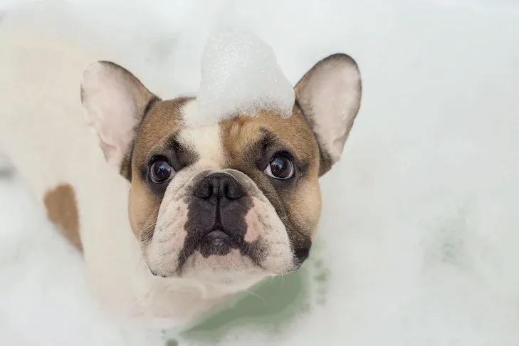 French Bulldog puppy enjoying a bubble bath with bubbles on its head.