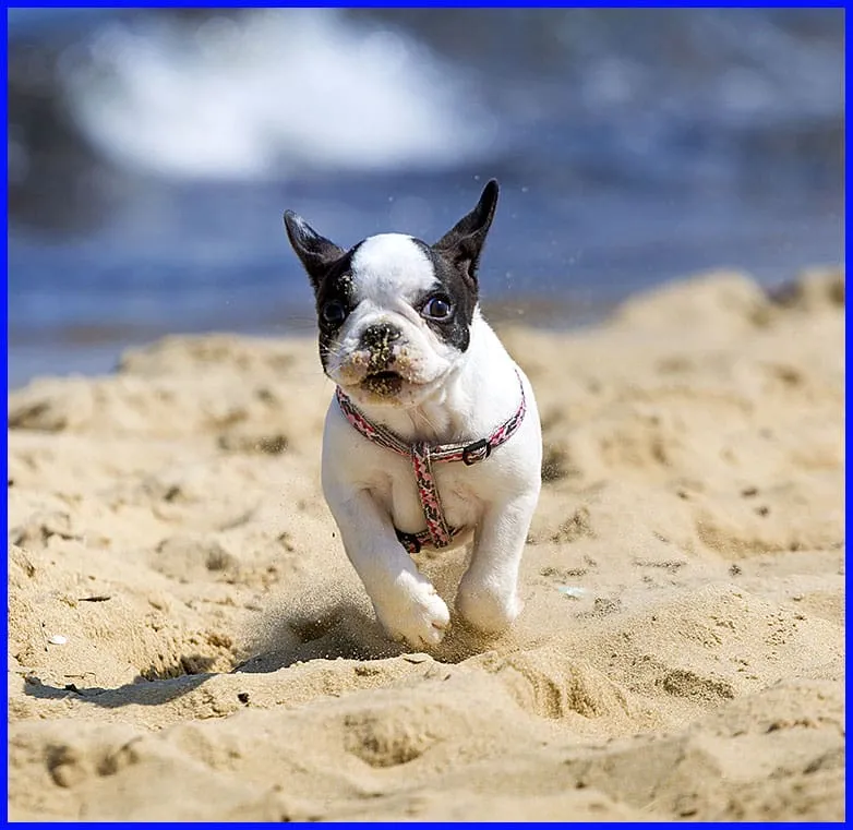 French Bulldog puppy exploring a sandy beach