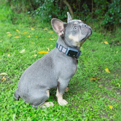French Bulldog resting on grass with a training bark collar