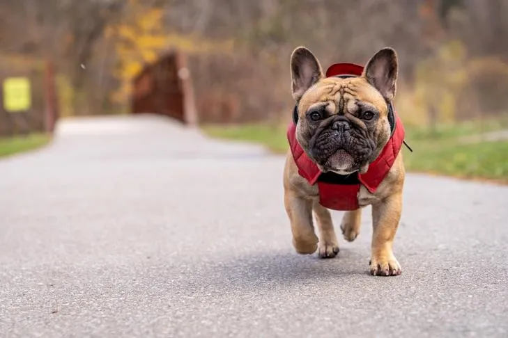 French Bulldog wearing a stylish jacket walking confidently on a paved path in a park.