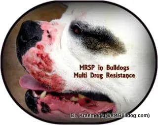 French Bulldog with severe skin disease caused by MRSP