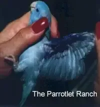 Fresh assortment of parrotlet-safe fruits and vegetables including apples, carrots, and greens arranged for feeding