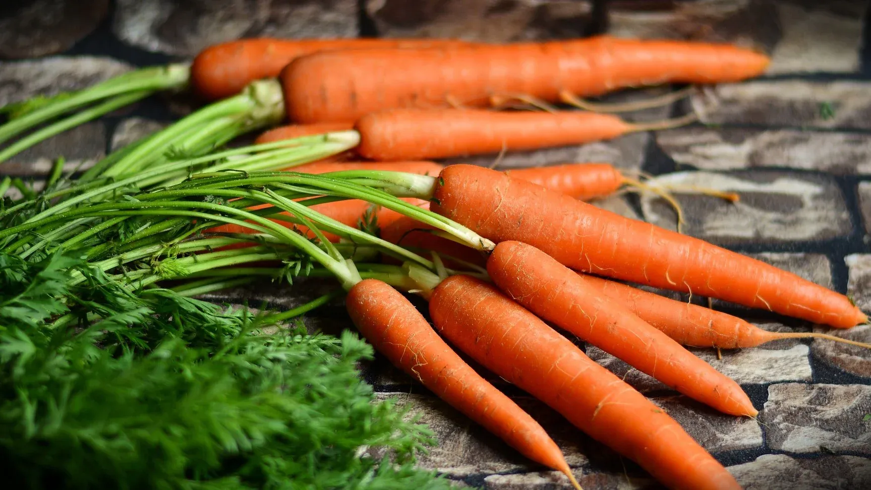 Fresh carrots beneficial for dog eye health and teeth