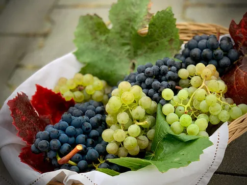 Fresh grapes and blueberries in bowls, highlighting fruits toxic to dogs
