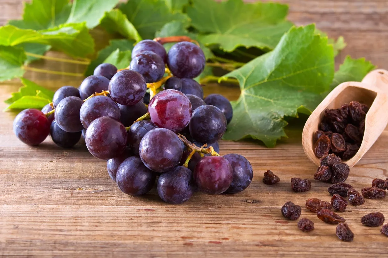 Fresh green grapes and dried raisins, both potentially toxic to dogs.
