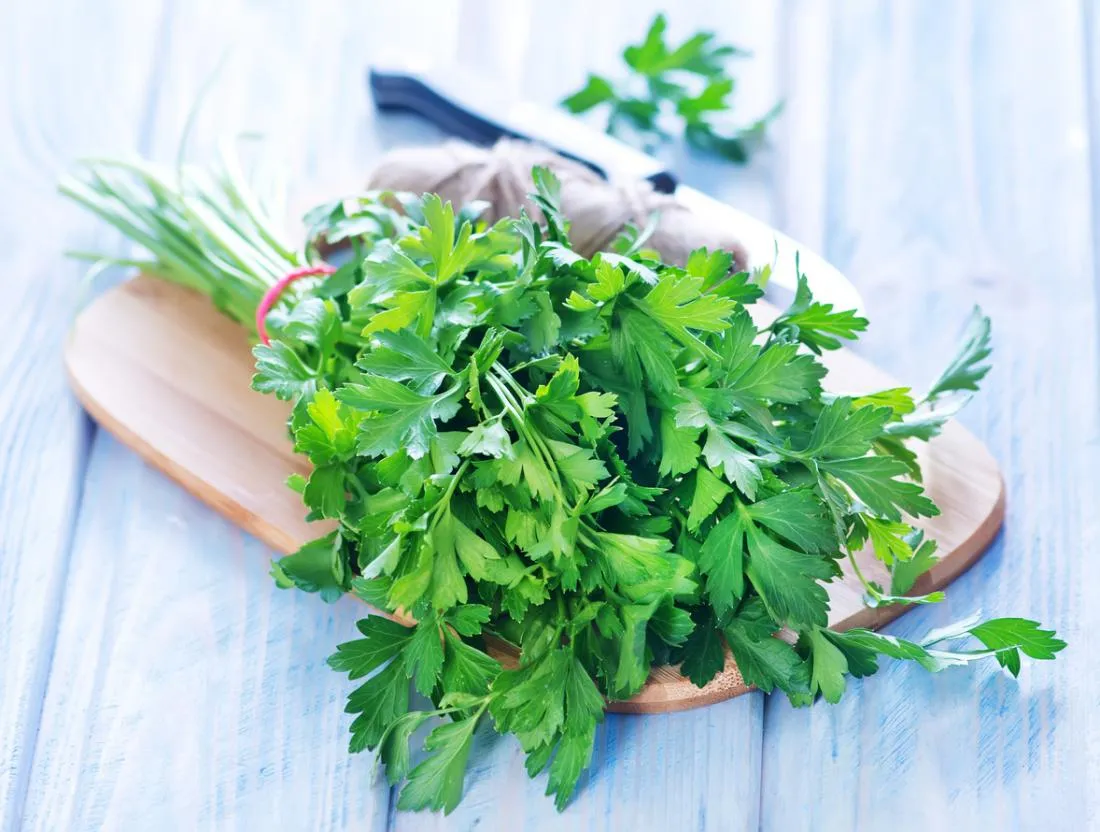 Fresh green parsley leaves on a white background