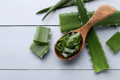 Freshly cut aloe vera slices for skin care