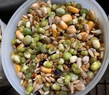 Freshly rinsed sprouts are a cornerstone of avian raw whole food nutrition, ready to enhance your parrot's diet.