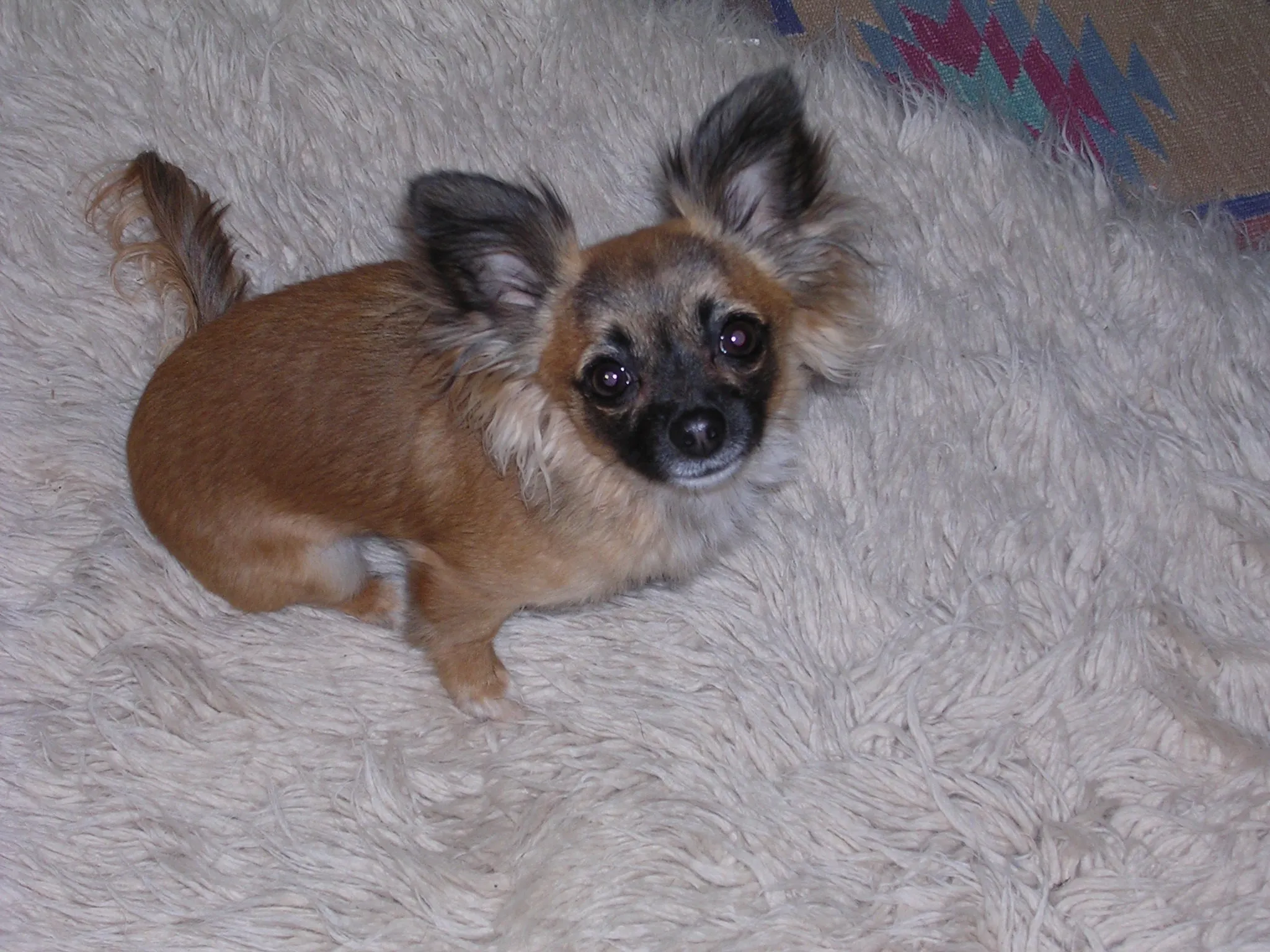 Frida, a long-haired Chihuahua, looking directly at the camera with her distinctive fluffy ears and warm expression