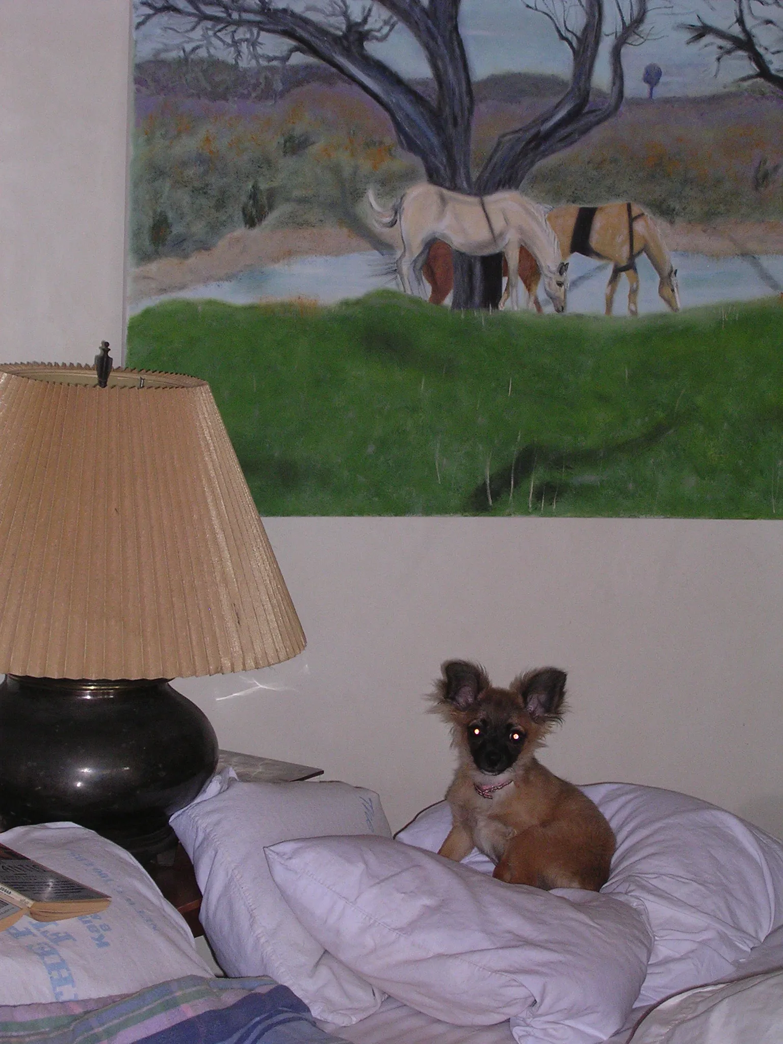 Frida, a long-haired Chihuahua, playfully standing atop a plush, dog-friendly pillow, asserting her "Queen of the Household" status