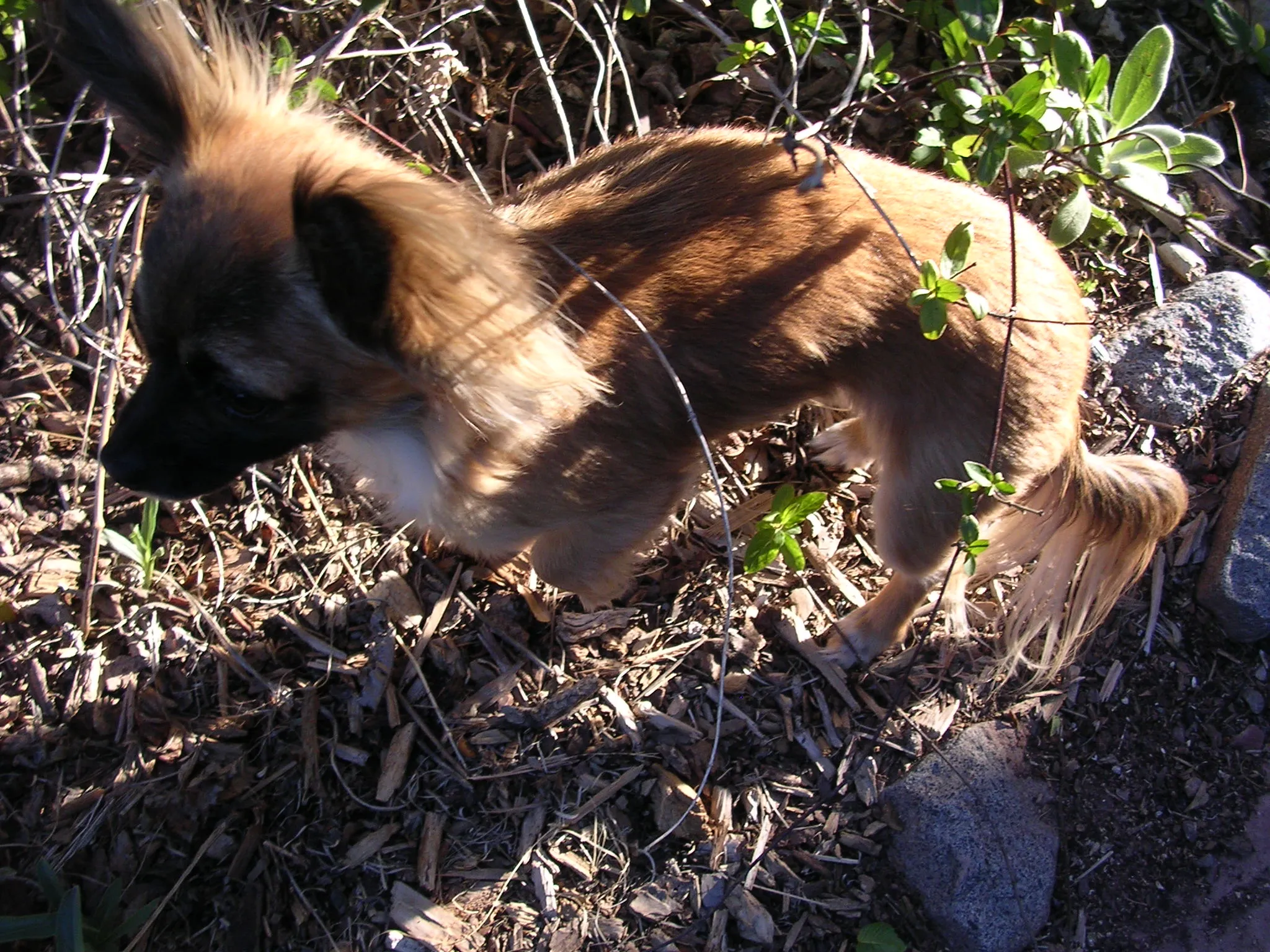 Frida, a long-haired Chihuahua, showcasing her rich caramel coloring in a detailed close-up shot