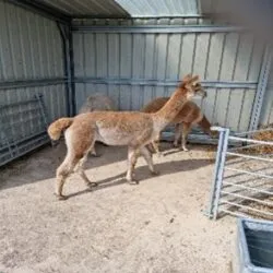 Friendly dog being walked on a leash through a grassy park by a professional dog walker in Buxton