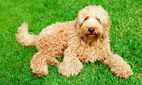 Friendly Labradoodle with a curly coat, a popular choice for families