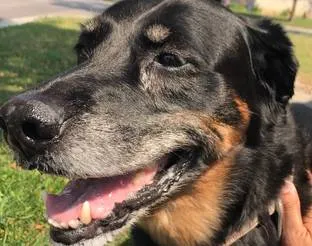 Friendly older dog ready for a Wag walk